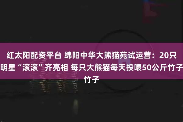 红太阳配资平台 绵阳中华大熊猫苑试运营：20只明星“滚滚”齐亮相 每只大熊猫每天投喂50公斤竹子